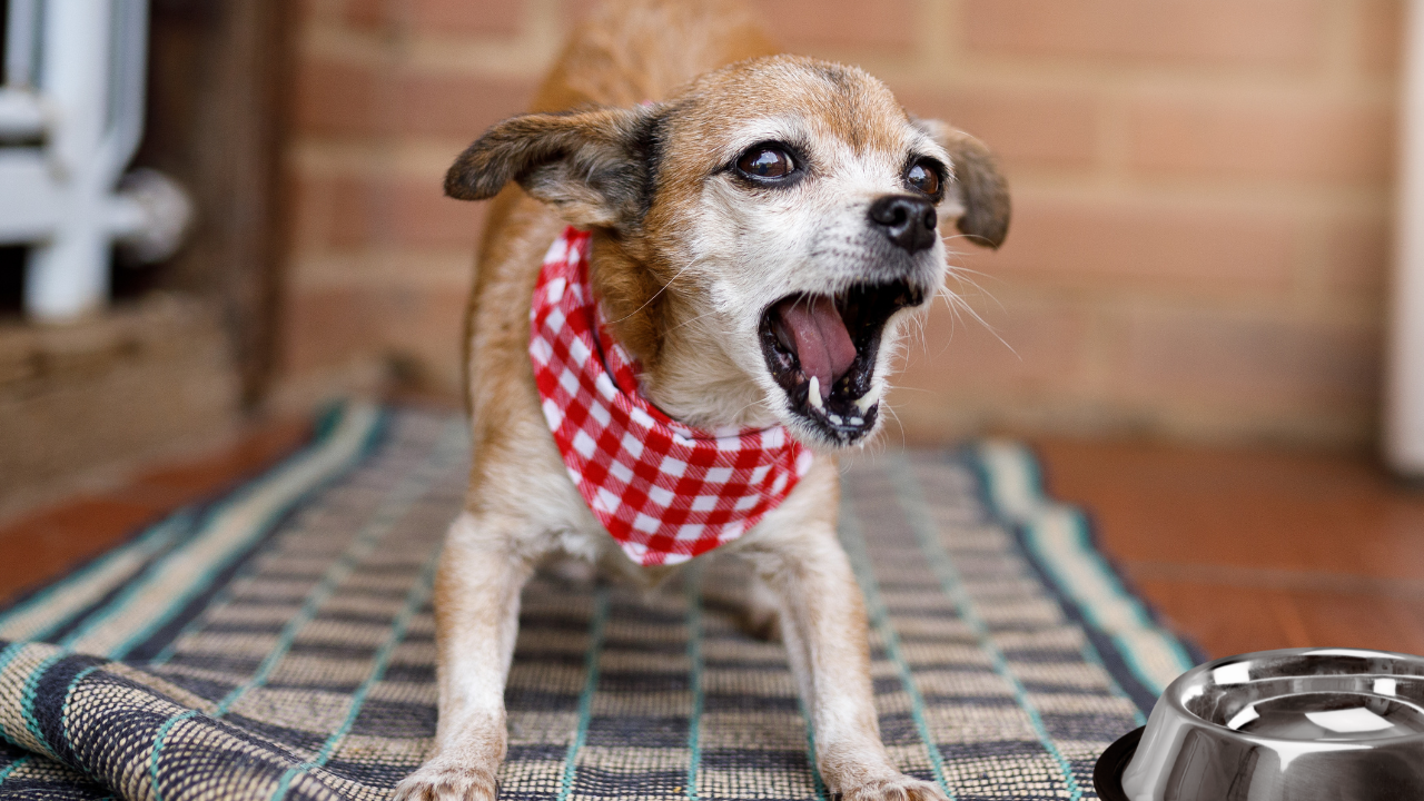 Image showcasing Why Does My Dog Bark at Nothing? (And What to Do About It)