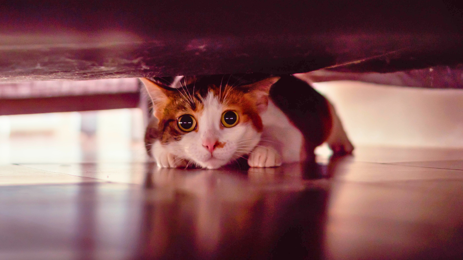 Gallery Detail: 5 Secret Signs Of Stress In Cats