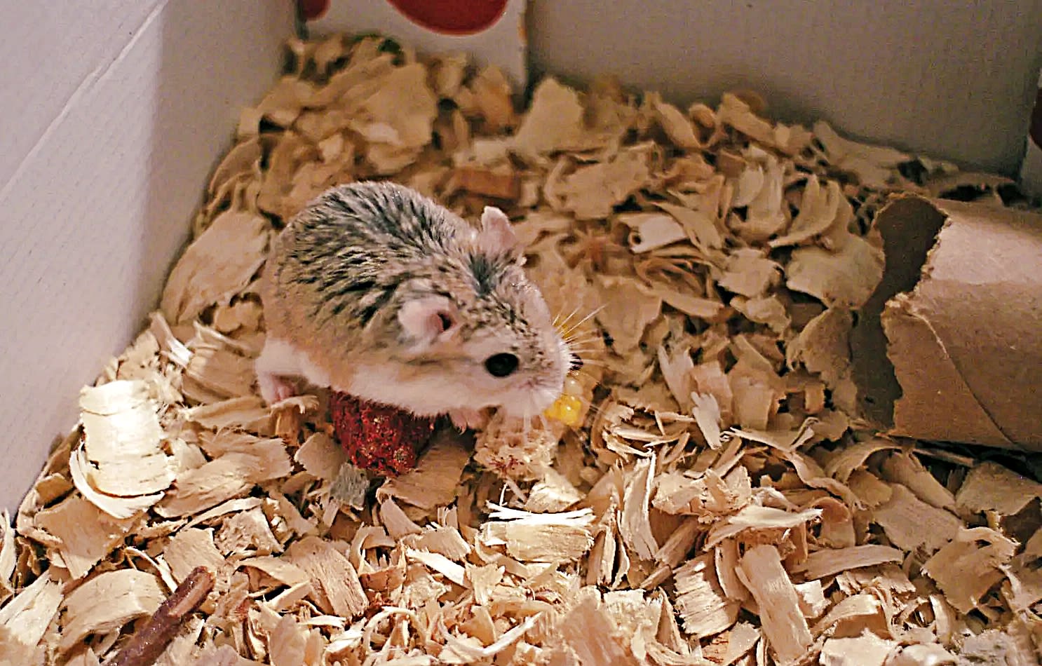 Robo Dwarf Roborovski Hamster Bedding Top Roborovski Cage