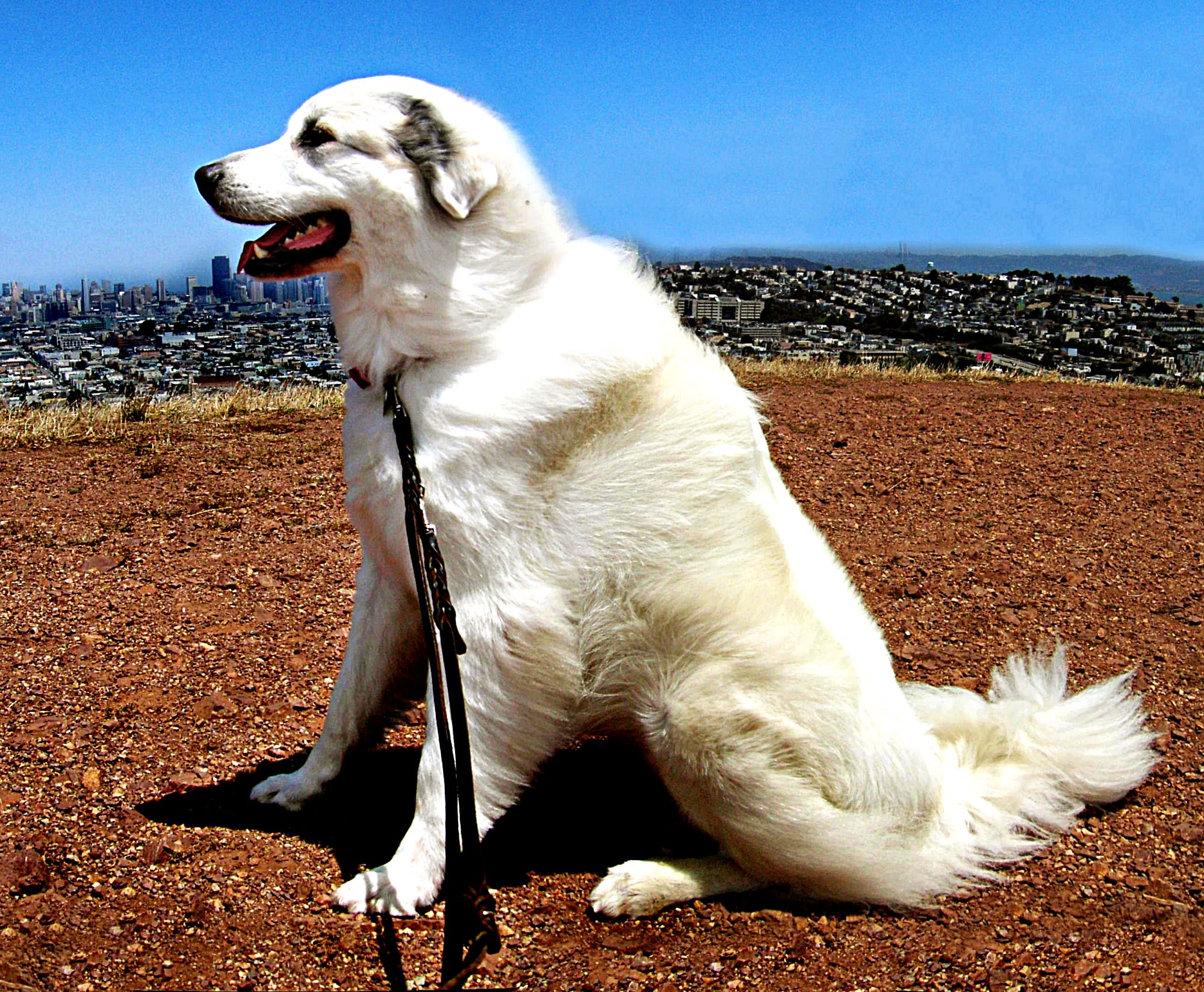 Maremma Sheepdog vs. Great Pyrenees 10 Differences