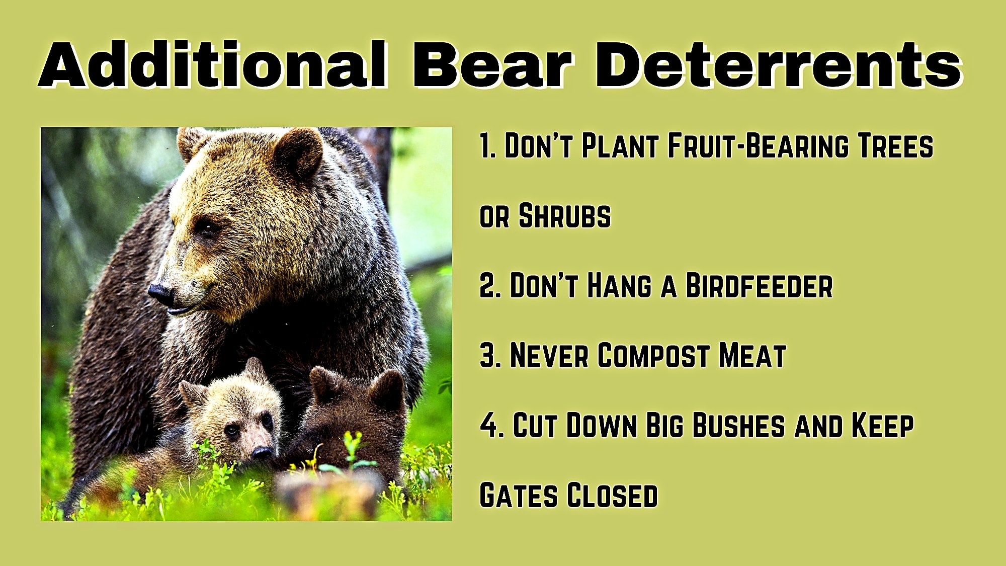 How to Keep Bears Away From Your House and Yard - PetHelpful, image size:2000x1125