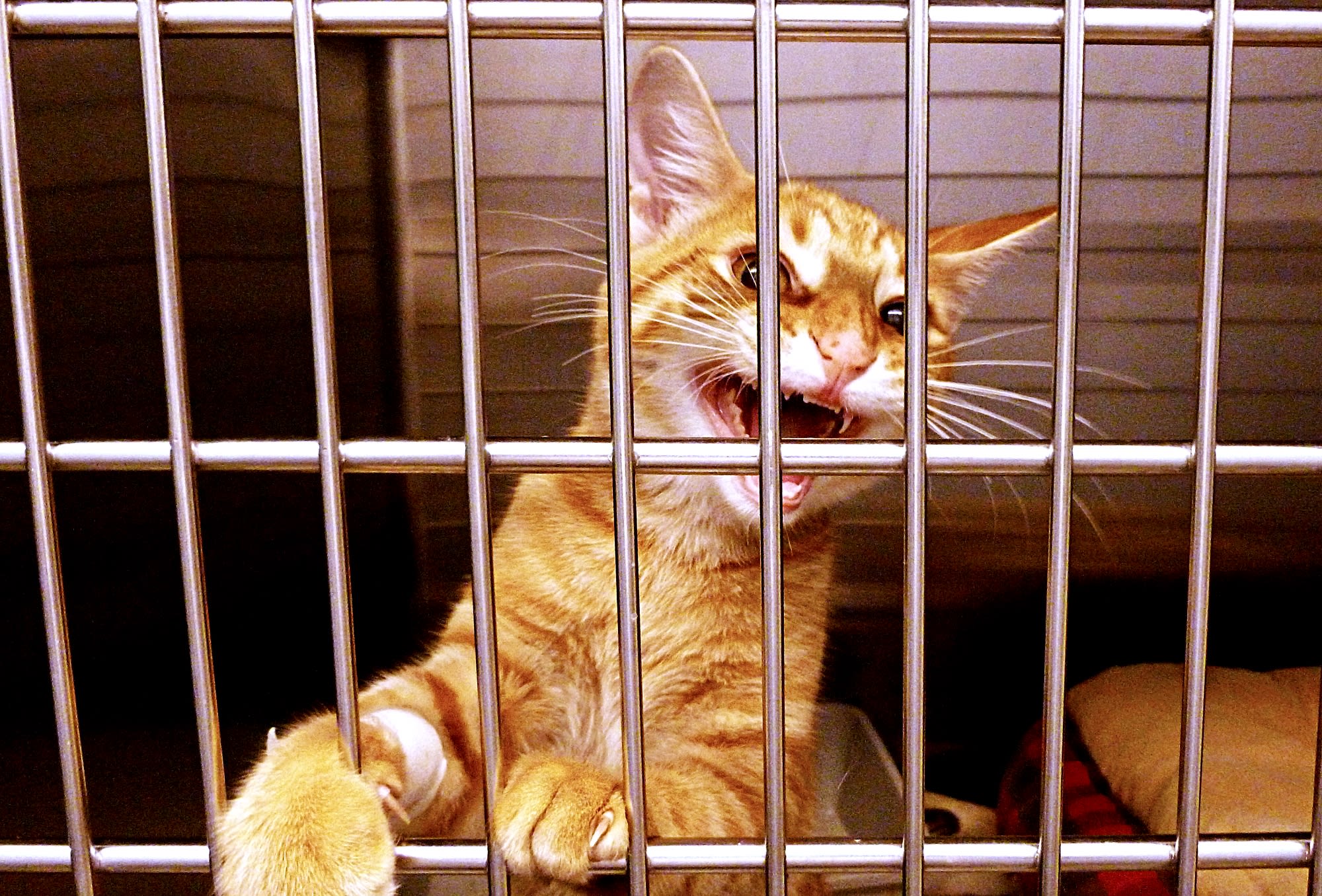 caging a cat at night