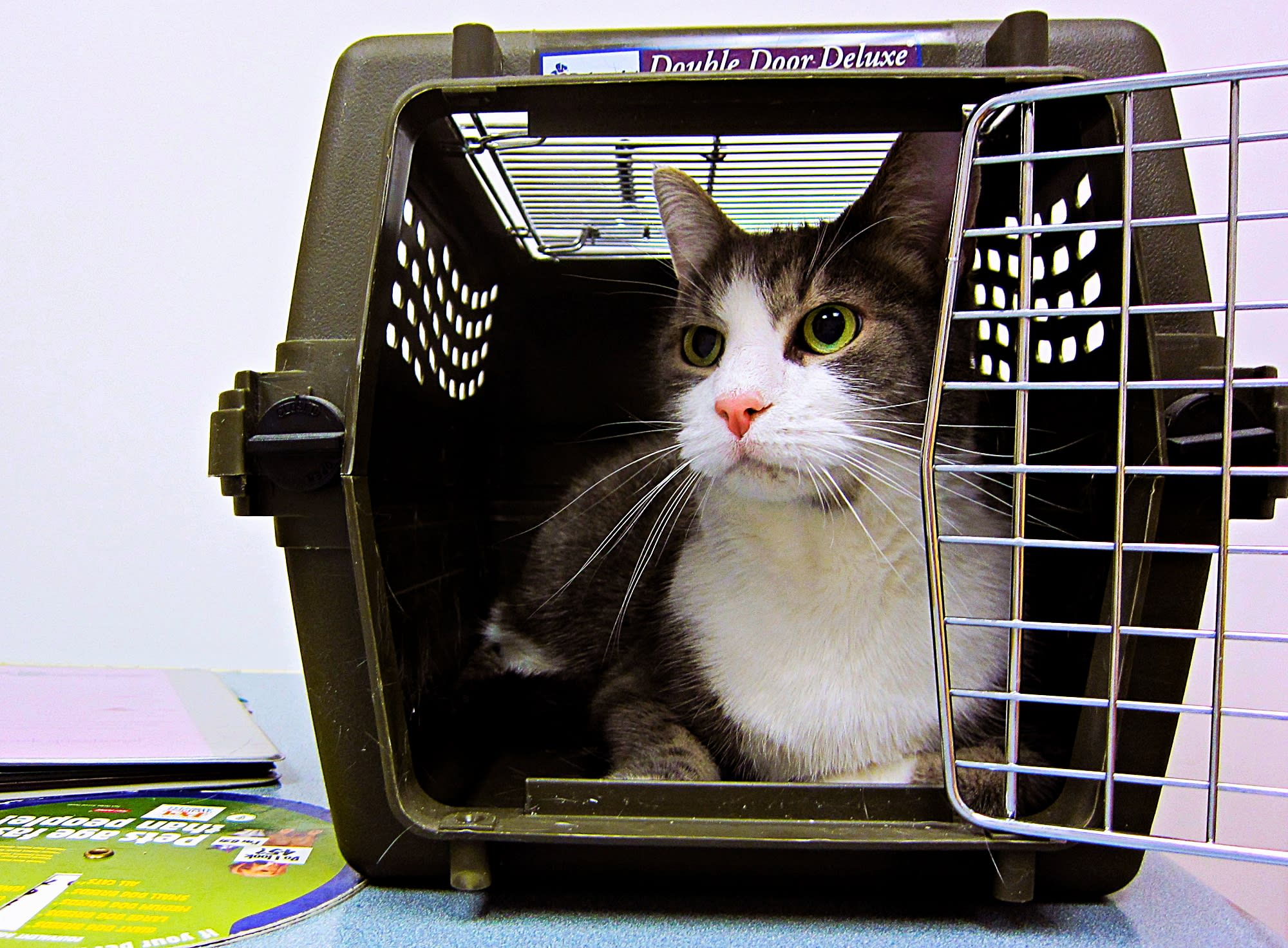 how to get injured cat into carrier