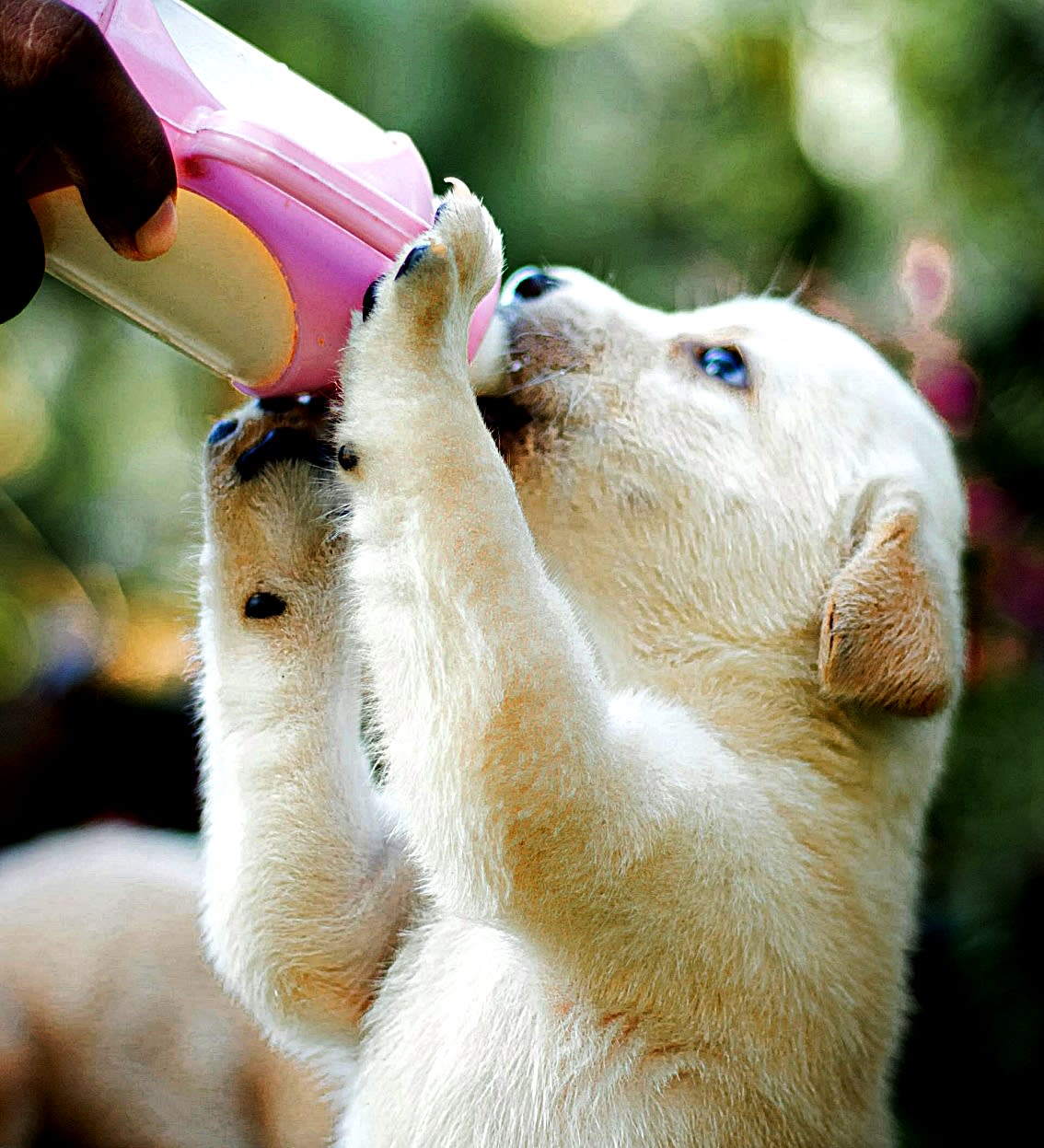 milk puppies can drink