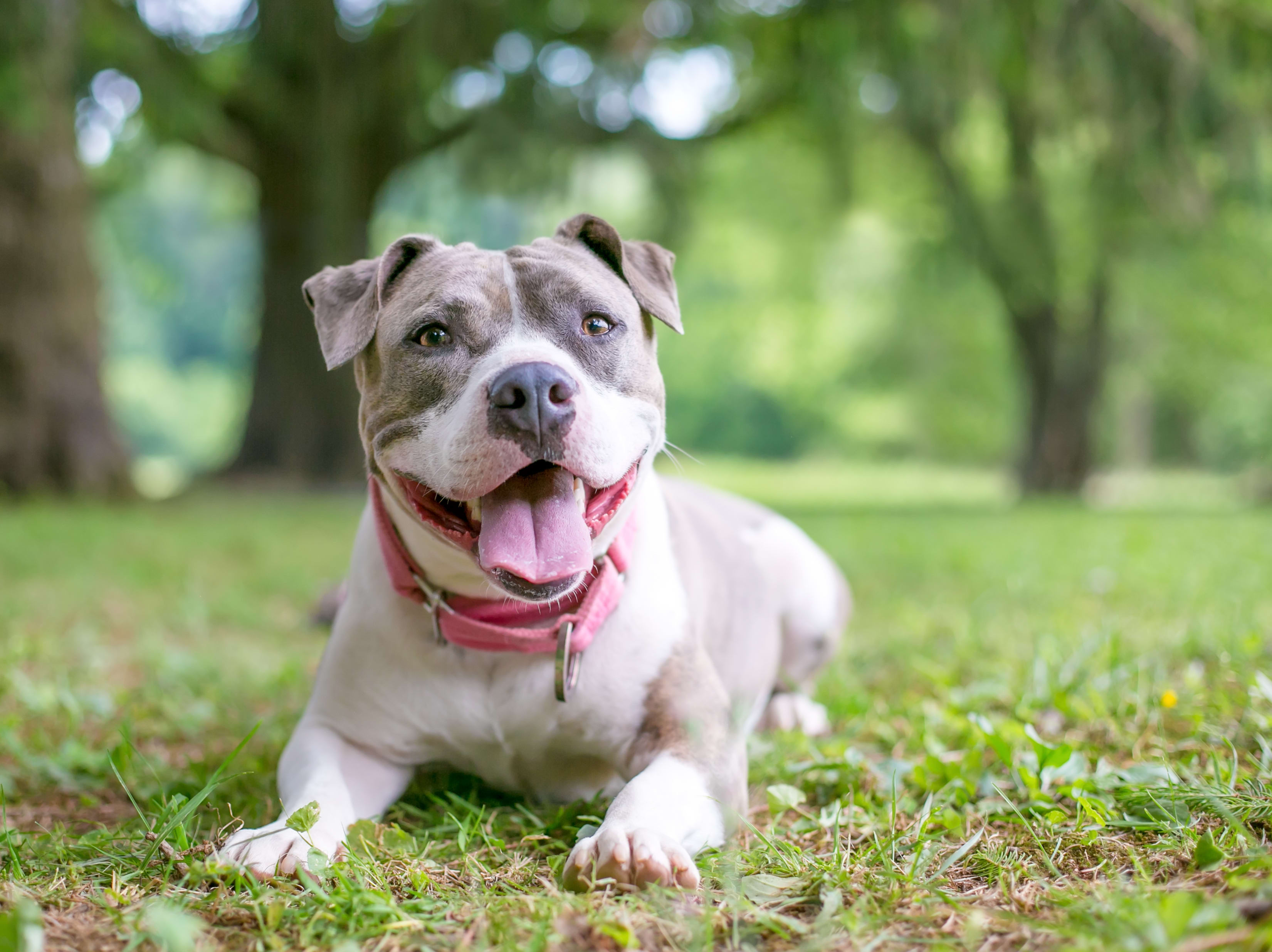 Baby Daddy' Pit Bull Taking Care of a Bunch of Chicks is the Cutest Thing  You'll See Today - PetHelpful, image size:3301x2472