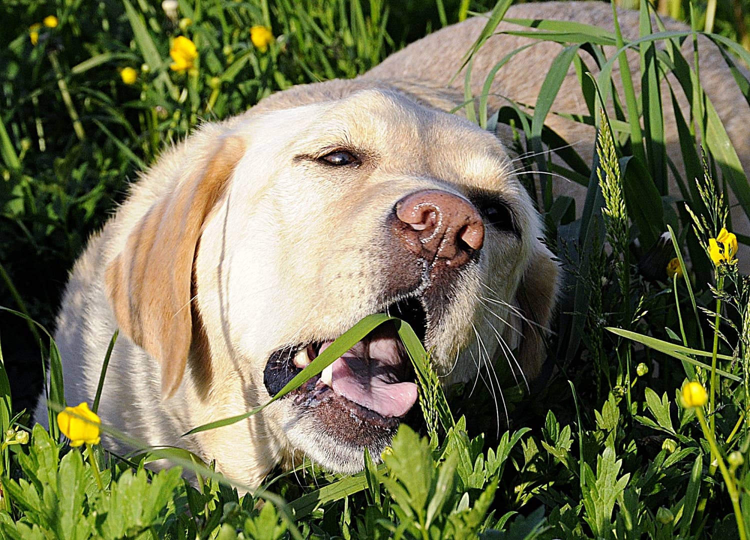11 Causes of Dogs Foaming at the Mouth - PetHelpful