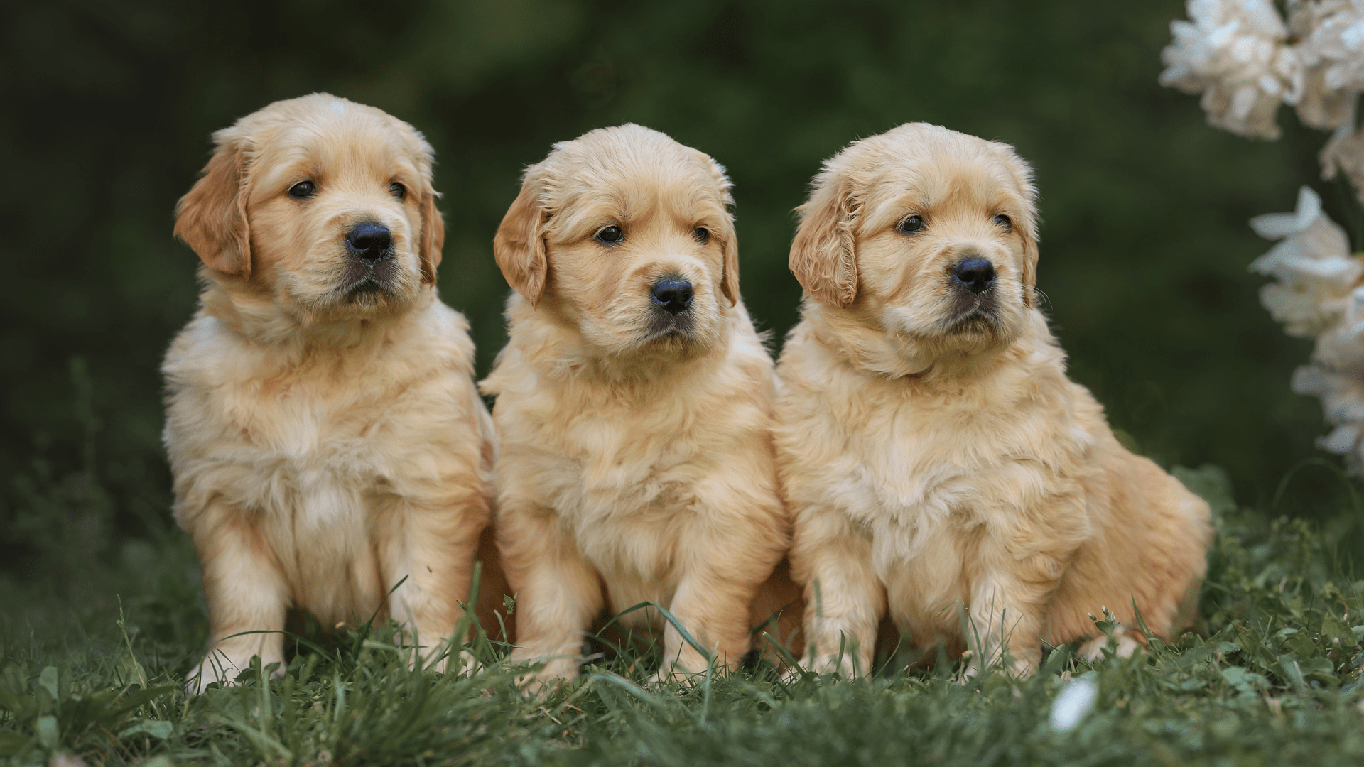 Golden Retriever Puppy Reunites with Sisters After 5 Months Apart in Moment  of Pure Sweetness - PetHelpful, image size:1920x1080