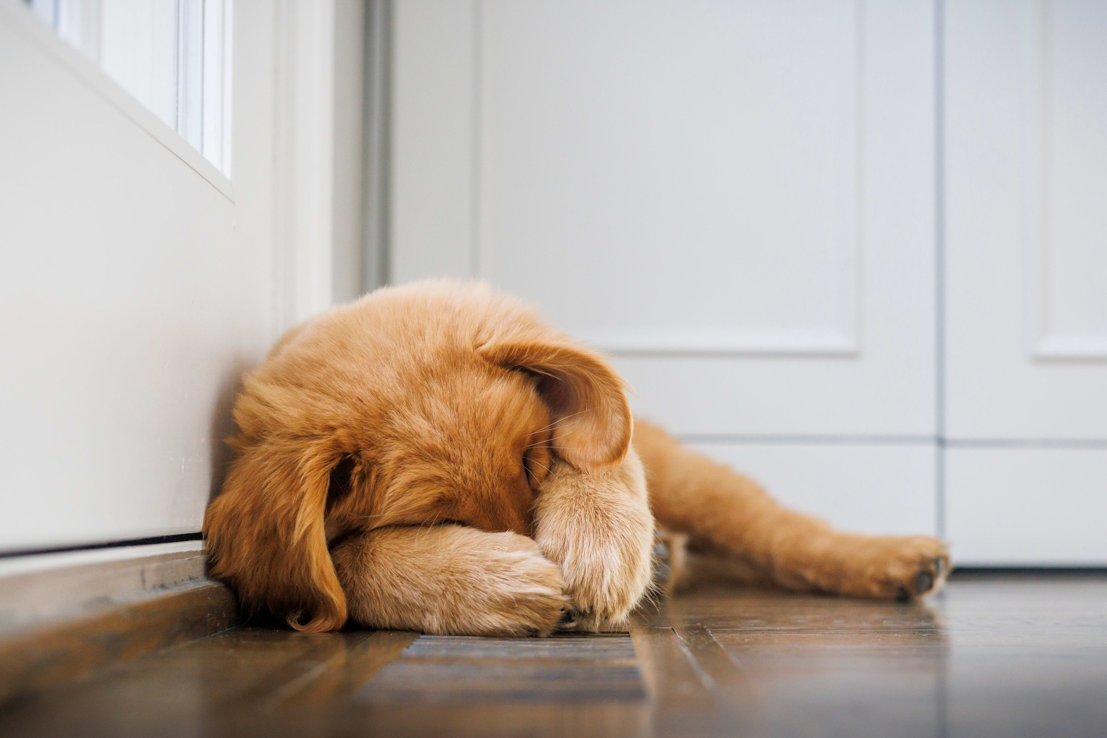 Golden Retriever puppy covering up face while napping.