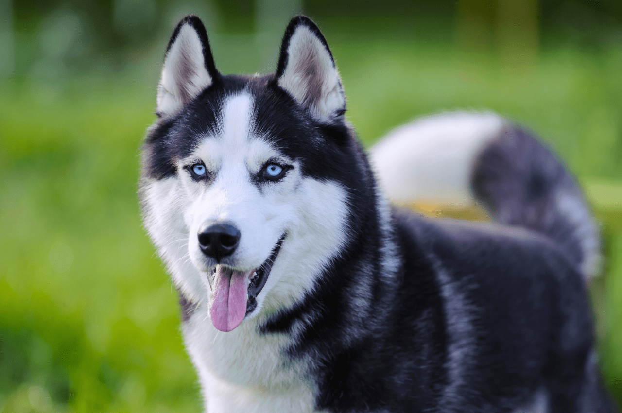 Beautiful Siberian Husky