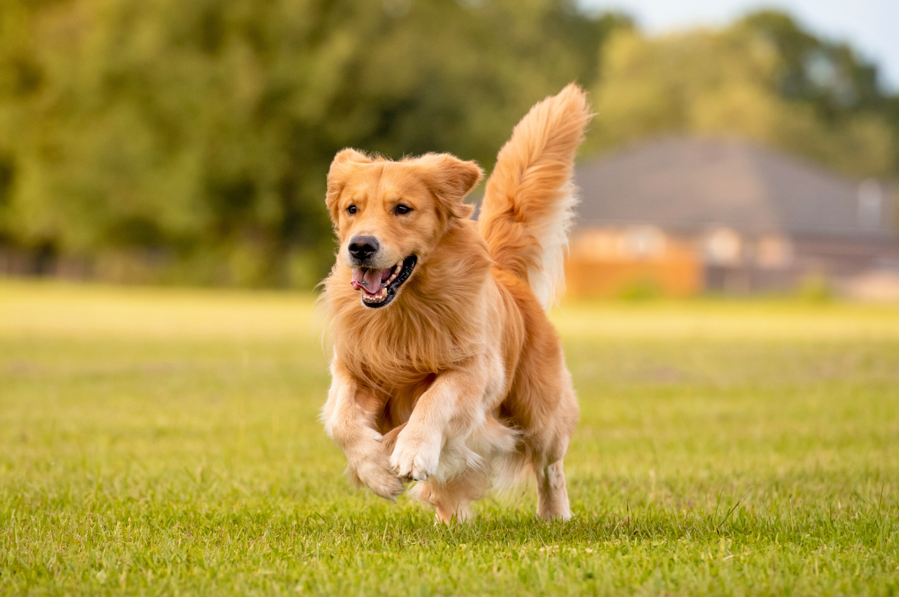 Beautiful Golden Retriever