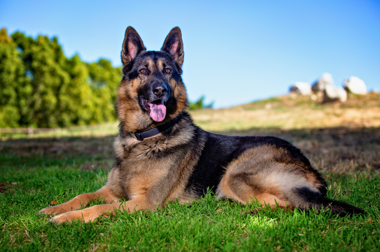 Beautiful German Shepherd