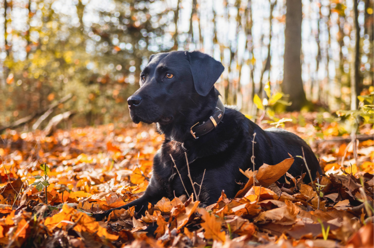 Beautiful Labrador