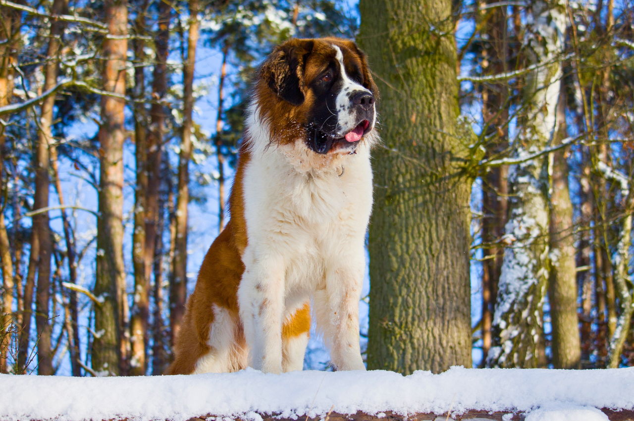 Beautiful Saint Bernard