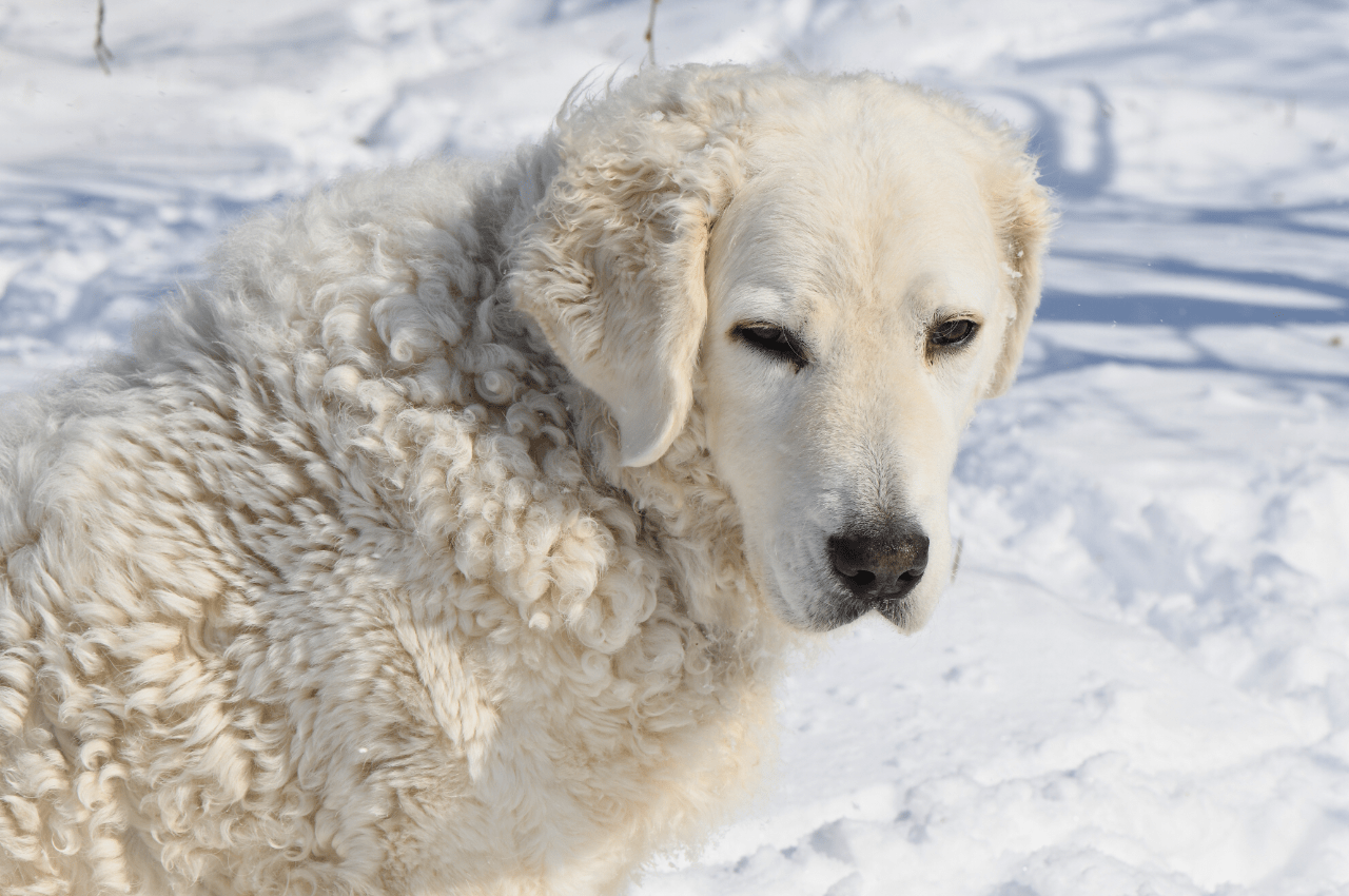 Beautiful Kuvasz