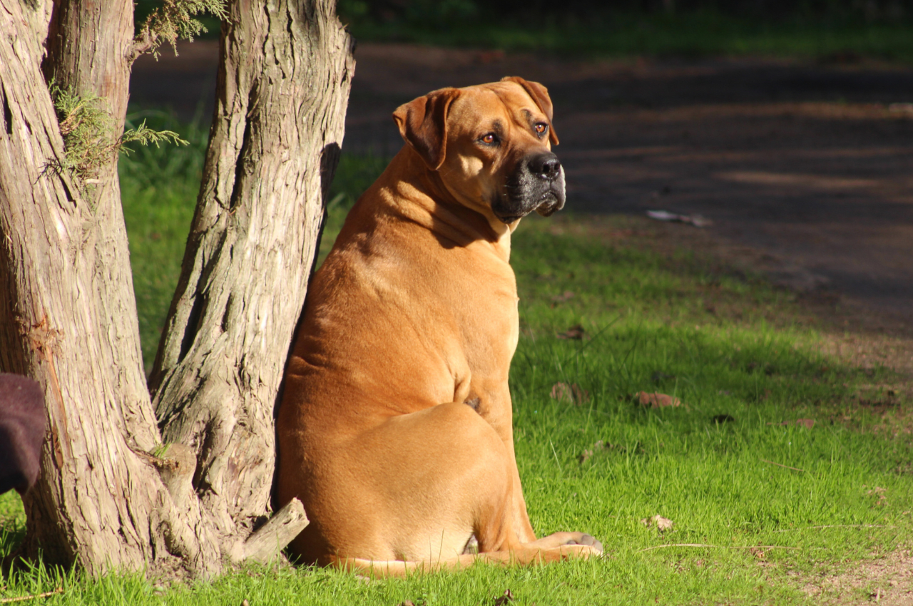 Beautiful Bullmastiff