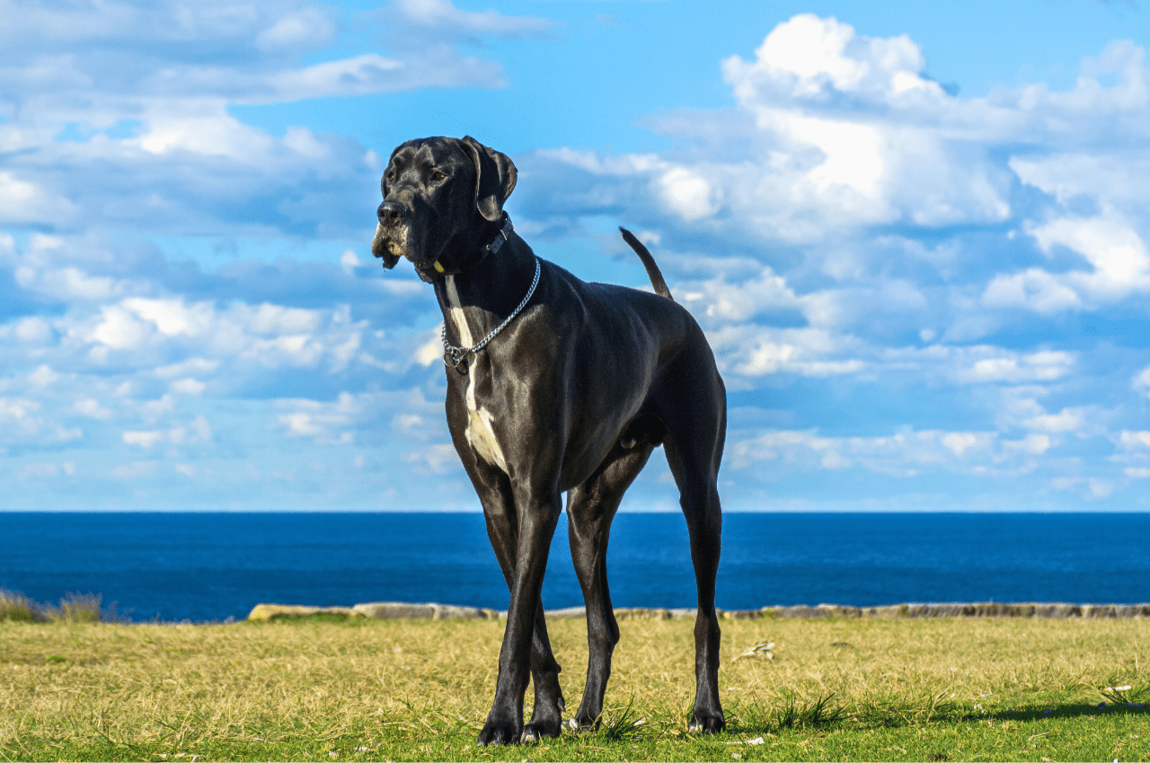 Beautiful Great Dane