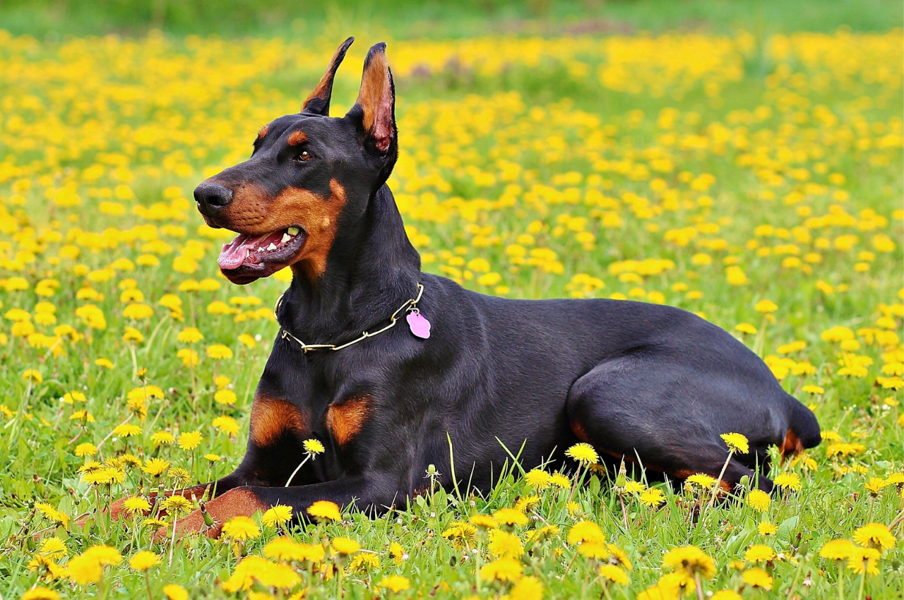 Beautiful Doberman Pinscher