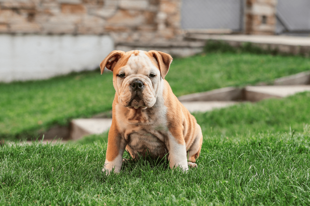Beautiful Bulldog