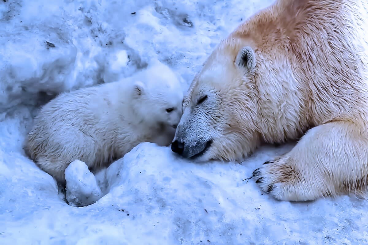 Polar Bear - Polar Latitudes Expeditions, image size:1200x800