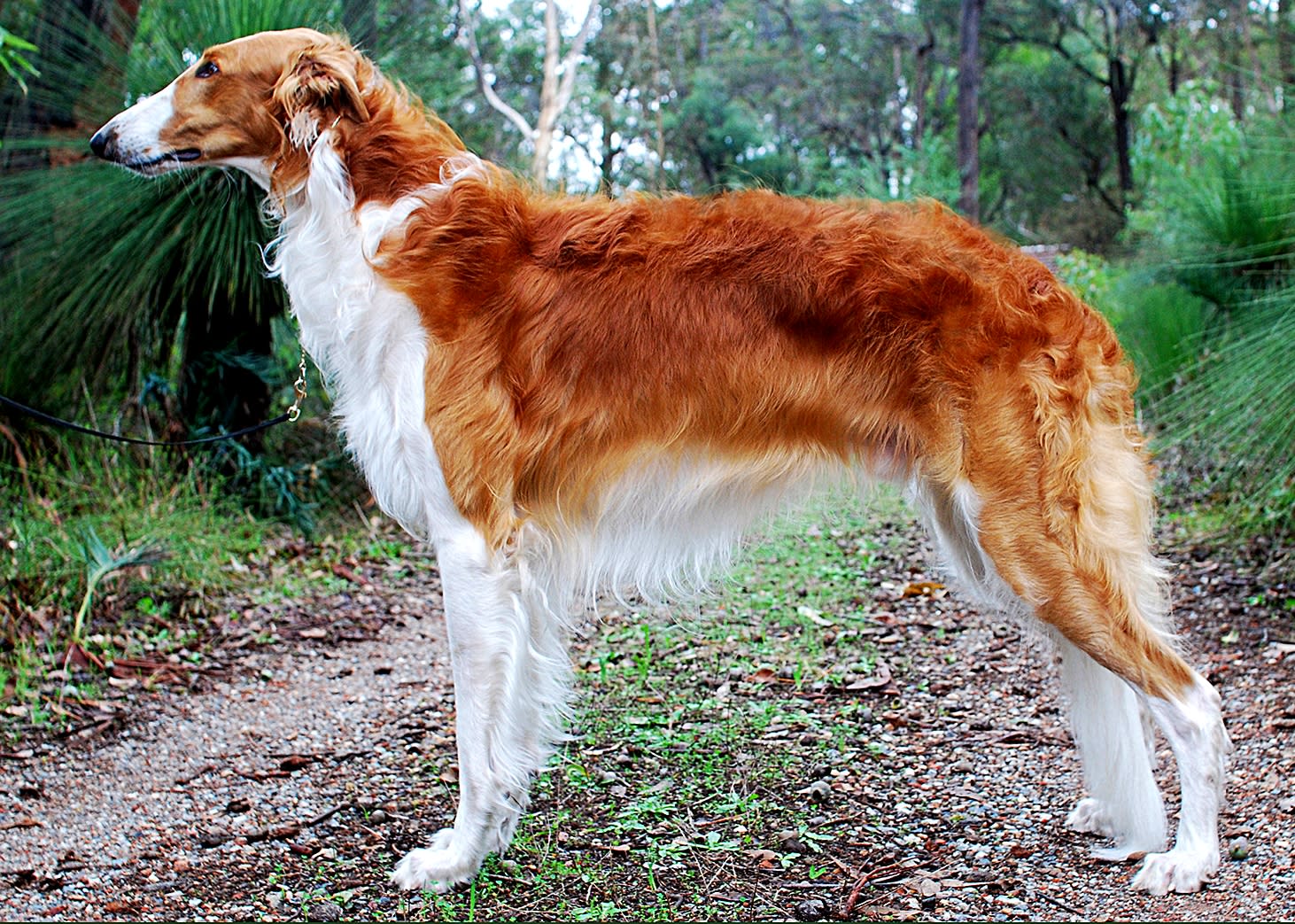 Shop ugliest dog breed in the world Deals