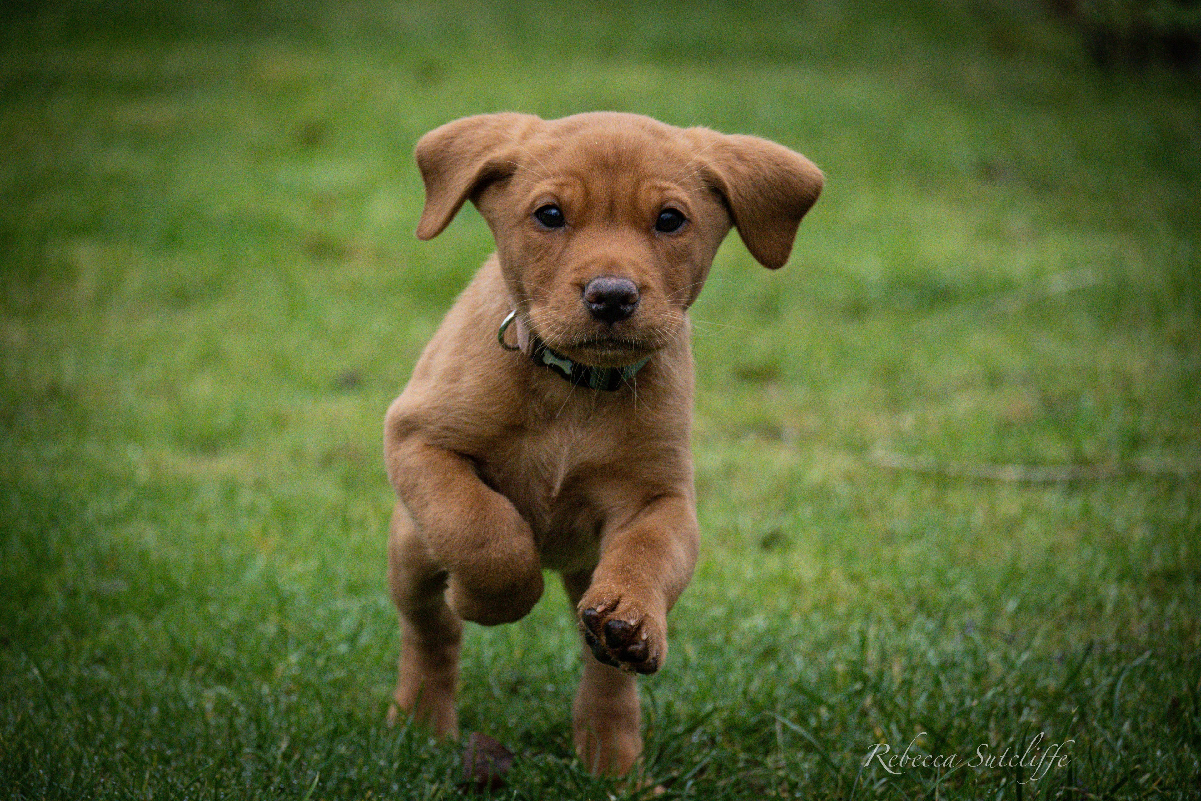 Fox Red Lab Puppy's Perplexed Look at Fetching Tennis Balls Is  Laugh-Out-Loud Funny - PetHelpful, image size:3840x2560