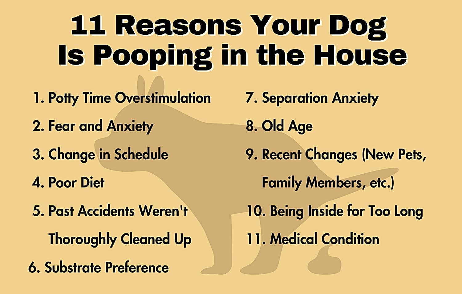 Why Is My Potty Trained Dog Pooping In The House The Tube Why Is My Potty Trained Dog Pooping In The House The Tube