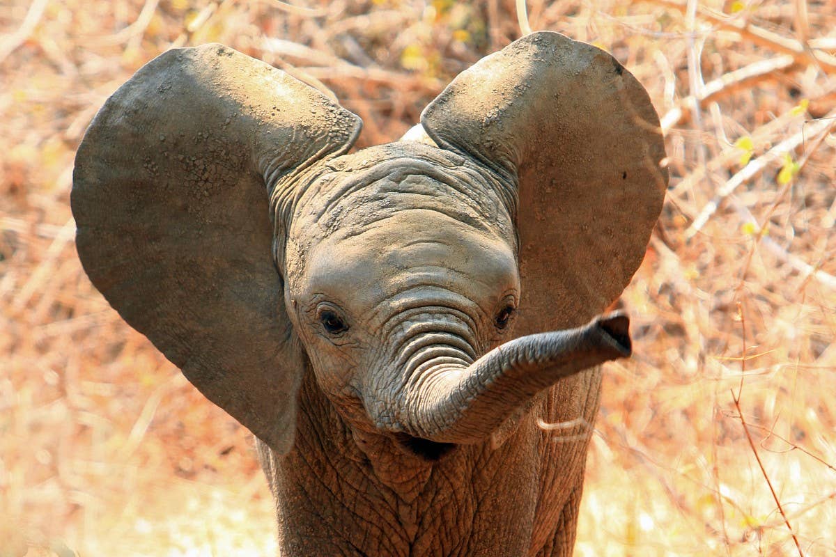 Baby Elephant's 'Tough-Guy' Act is Adorable and We Can't Stop Laughing - PetHelpful