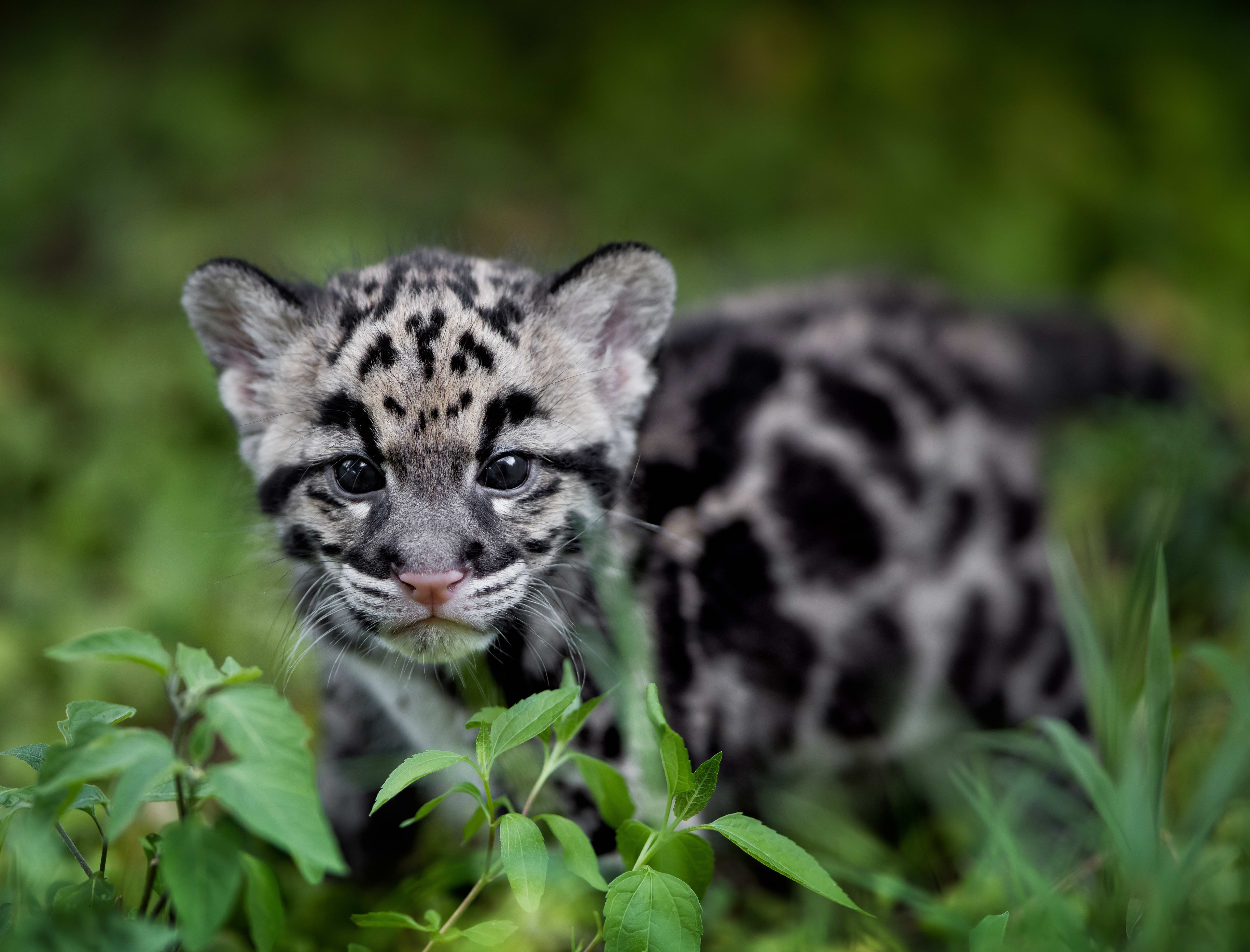 シム・シメール、【THE LITTLE CLOUDED LEOPARD】 Clouded Leopard/Nexon Game - Japari Library, the Kemono