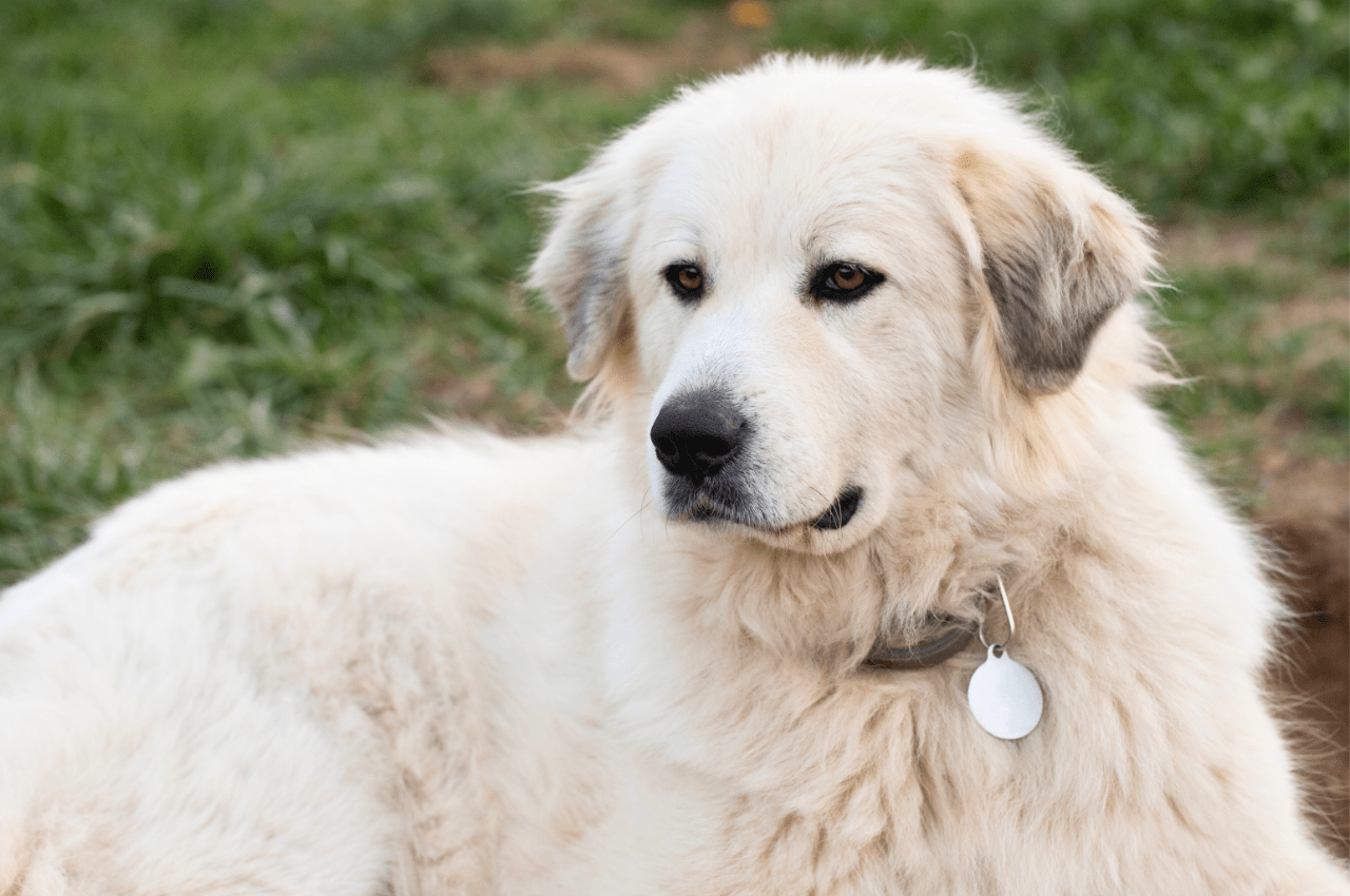 Shop great pyrenees biggest dog Cheap Sale