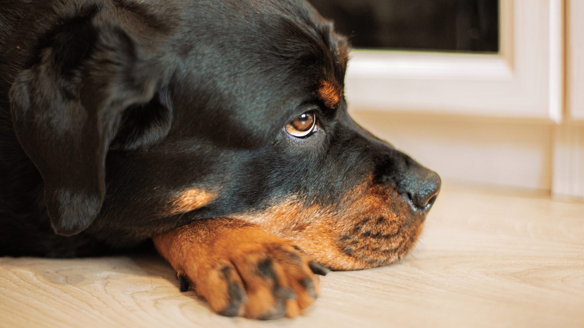 Rottweiler's Princess Pout After Getting Scolded by Dad Is Breaking ...