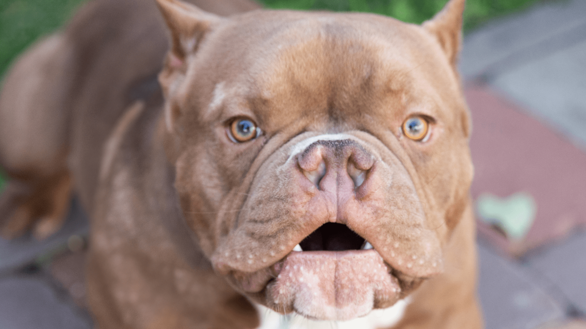 Micro Bully's Precious 'Pig Face' Has People Absolutely Smitten - PetHelpful, image size:1920x1080