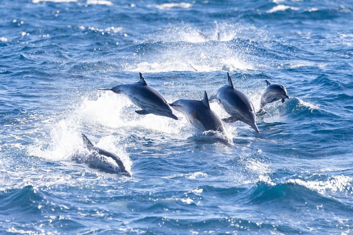 Rare 'Super Pod' of Dolphins with Moms and Babies 'Leaping in Air' Captured  in Breathtaking Video - PetHelpful, image size:1200x800