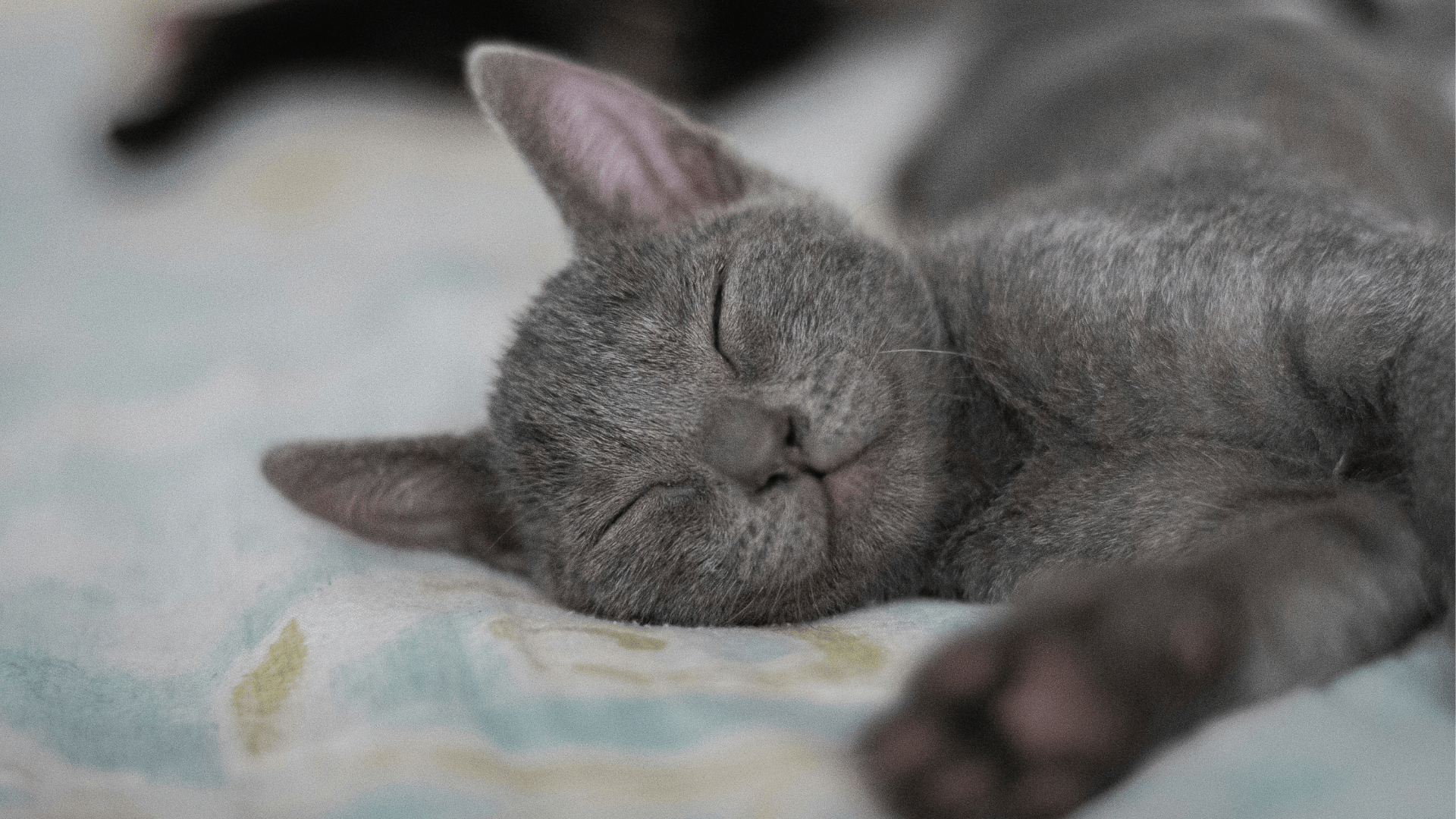 gray cat sleeping