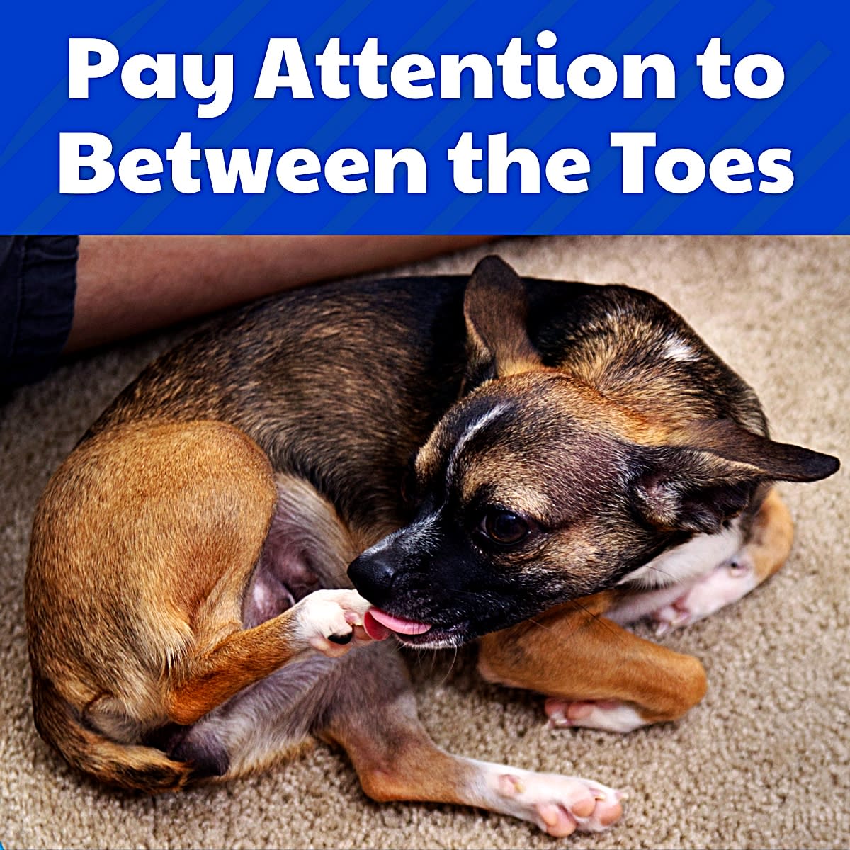 dachshund licking feet