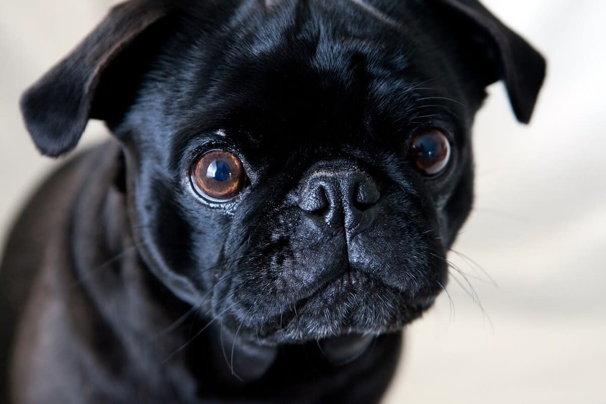 He just ate btw.. forever begging for scraps 😂 : r/pugs, image size:1200x800