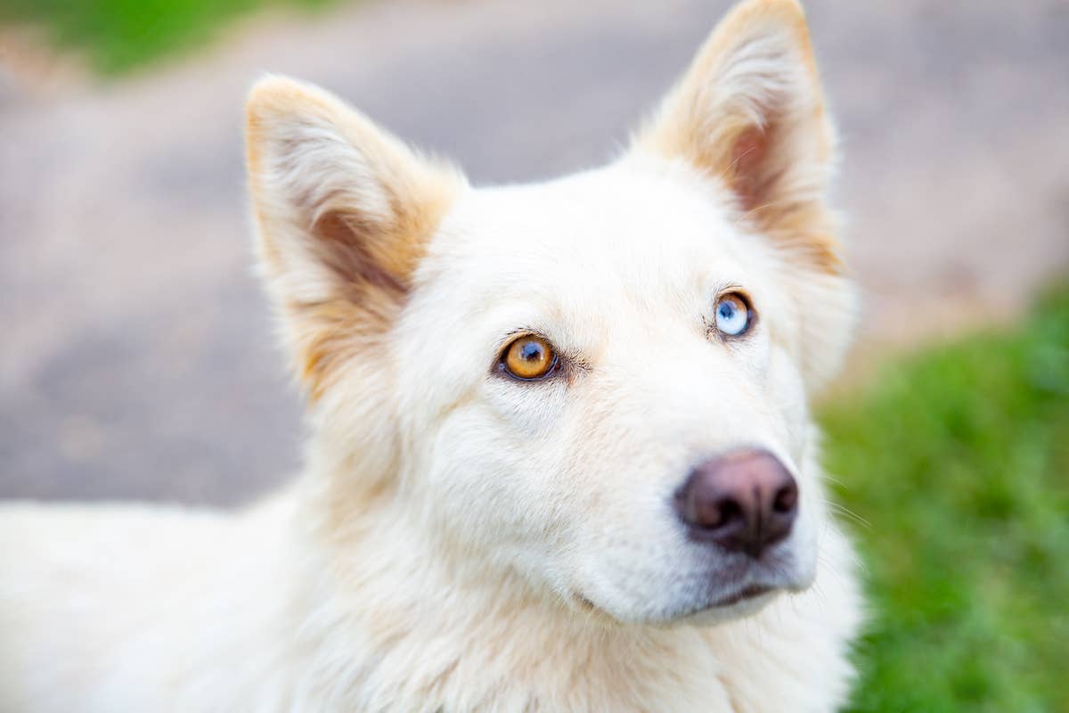 Sweet Dog with Mismatched Eyes Utterly Shocked to Be Unexpectedly