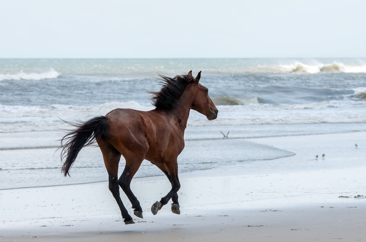 Wild horse running on beach