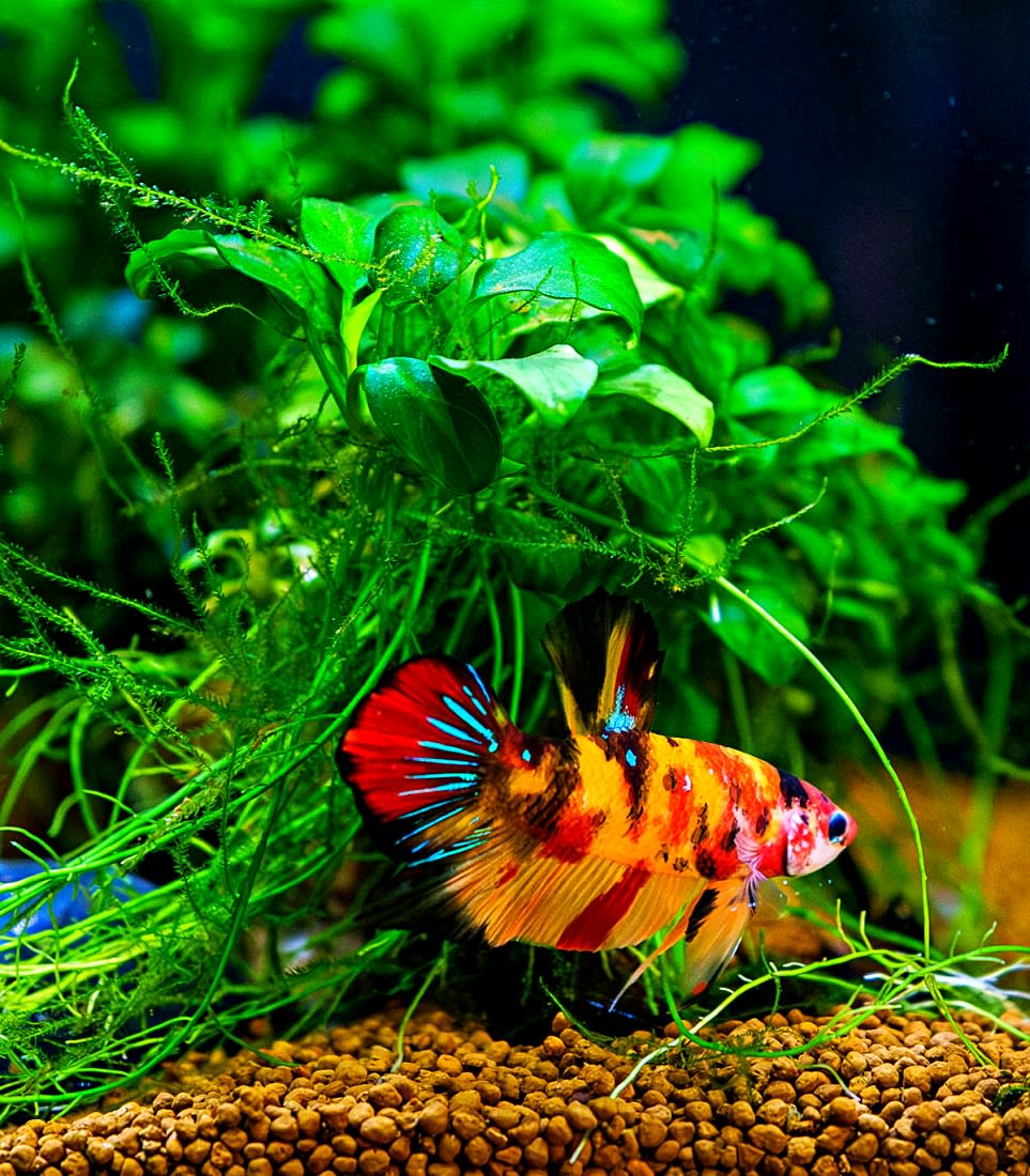 How to Set Up a Betta Fish Tank - PetHelpful, image size:963x1100