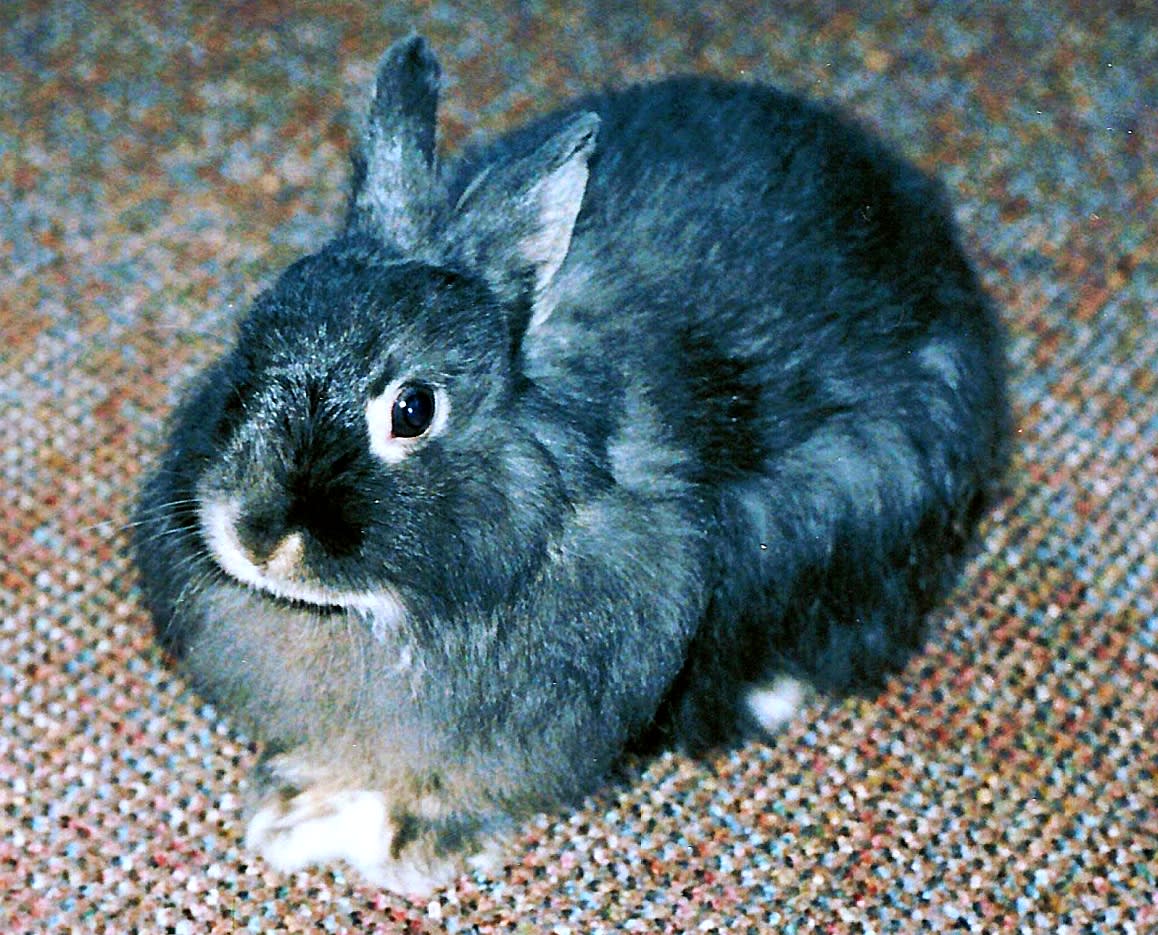 The Ultimate Guide to Dwarf Rabbit Care - PetHelpful, image size:1158x935
