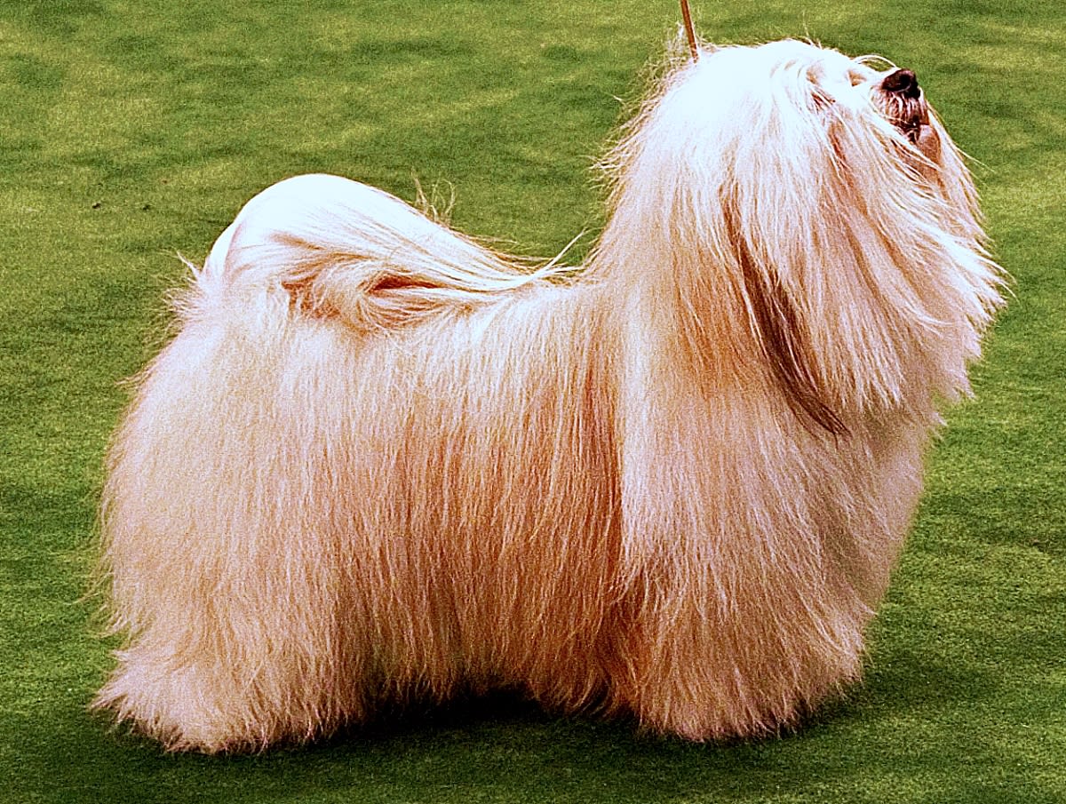 puppies – Allfirda kennel, image size:1200x905