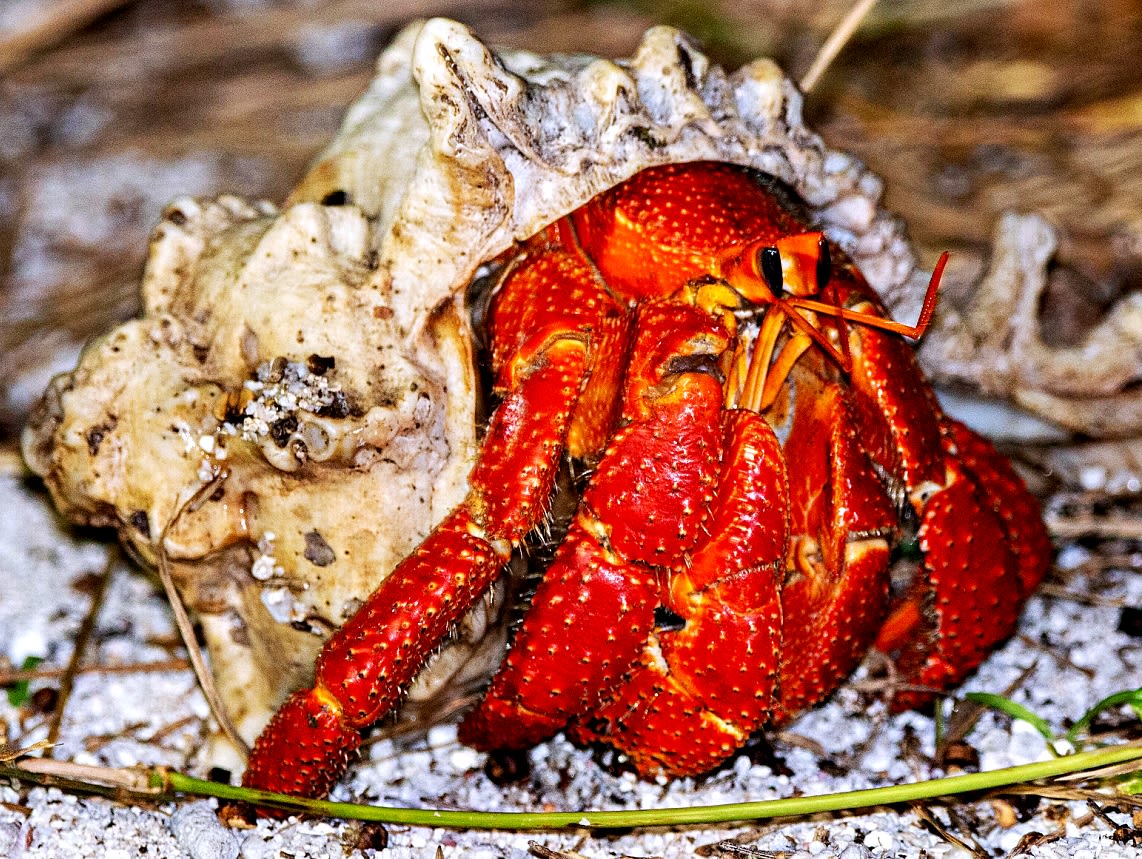 Identifying 6 Common Pet Hermit Crab Species - PetHelpful, image size:1142x859