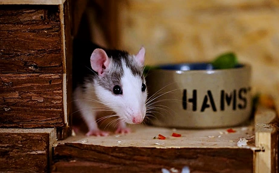 Rat Care for Beginners: How to Create the Perfect Rat Cage Setup ...