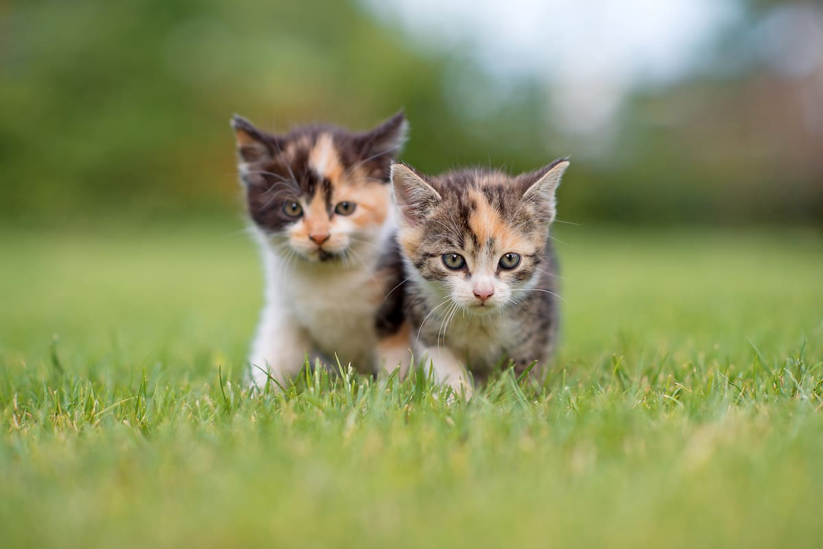 Dad's Priceless Reaction When Mom and Daughter Bring Home Two Kittens Has  People Clicking Replay - PetHelpful, image size:1200x801