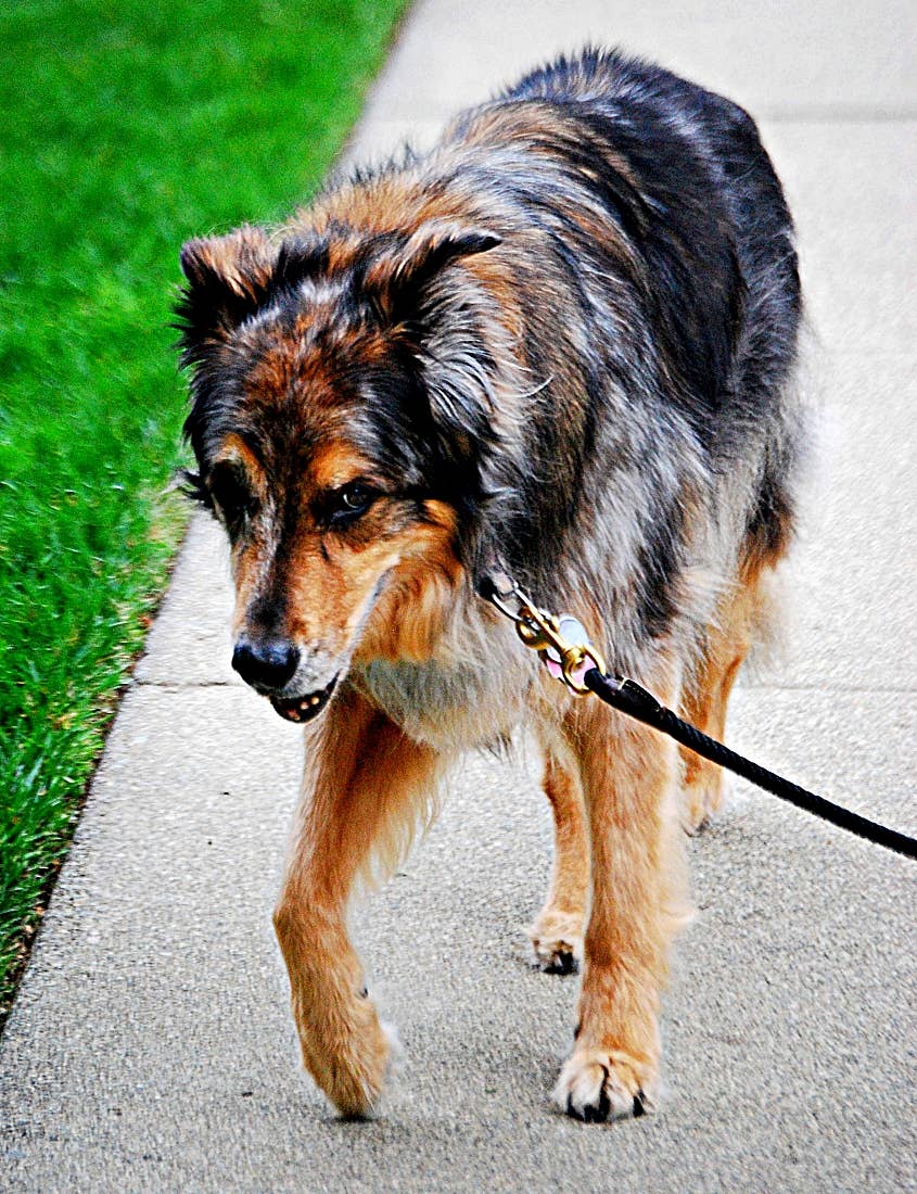 Slacking Dog 13 Causes of Shivering and Shaking in Dogs - PetHelpful