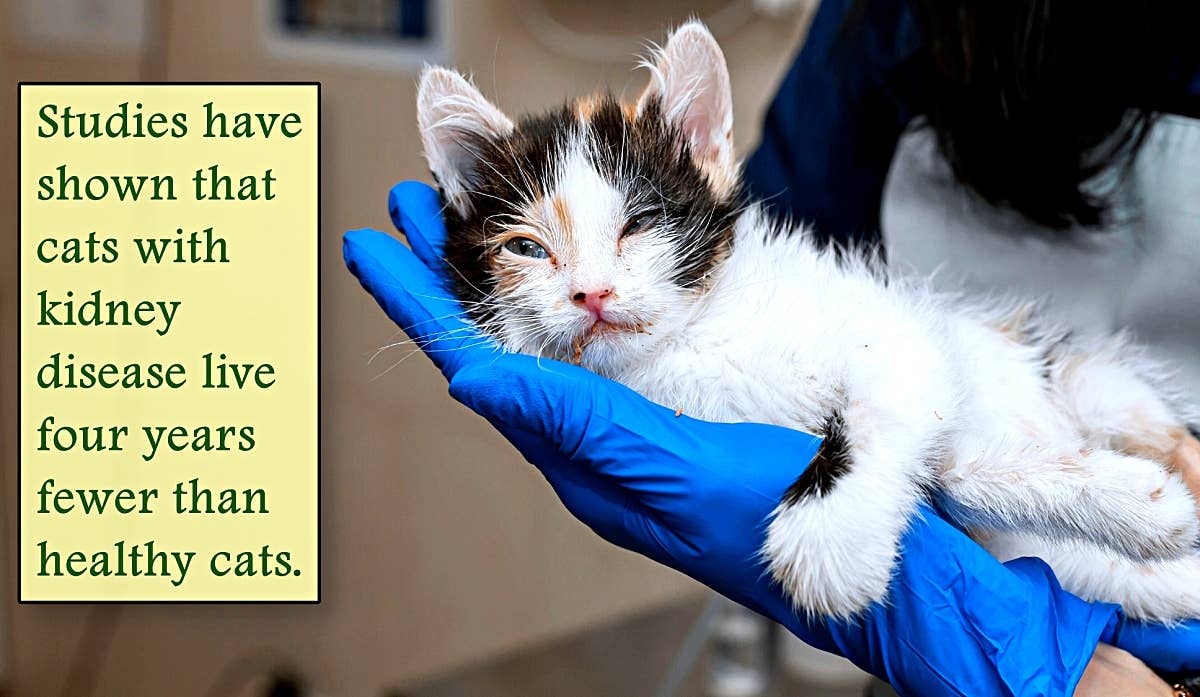 Signs and Stages of Kidney Failure in Cats (and What to Do) - PetHelpful