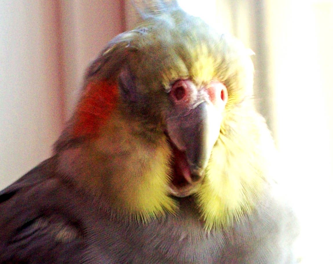 Are Birds Hard to Take Care of: Expert Tips for Easy Care