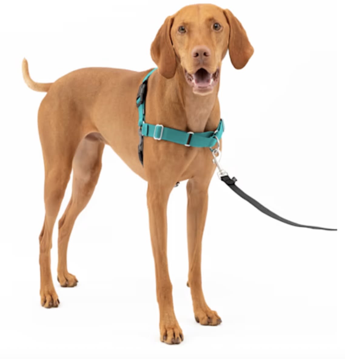 how to put a no pull harness on a dog