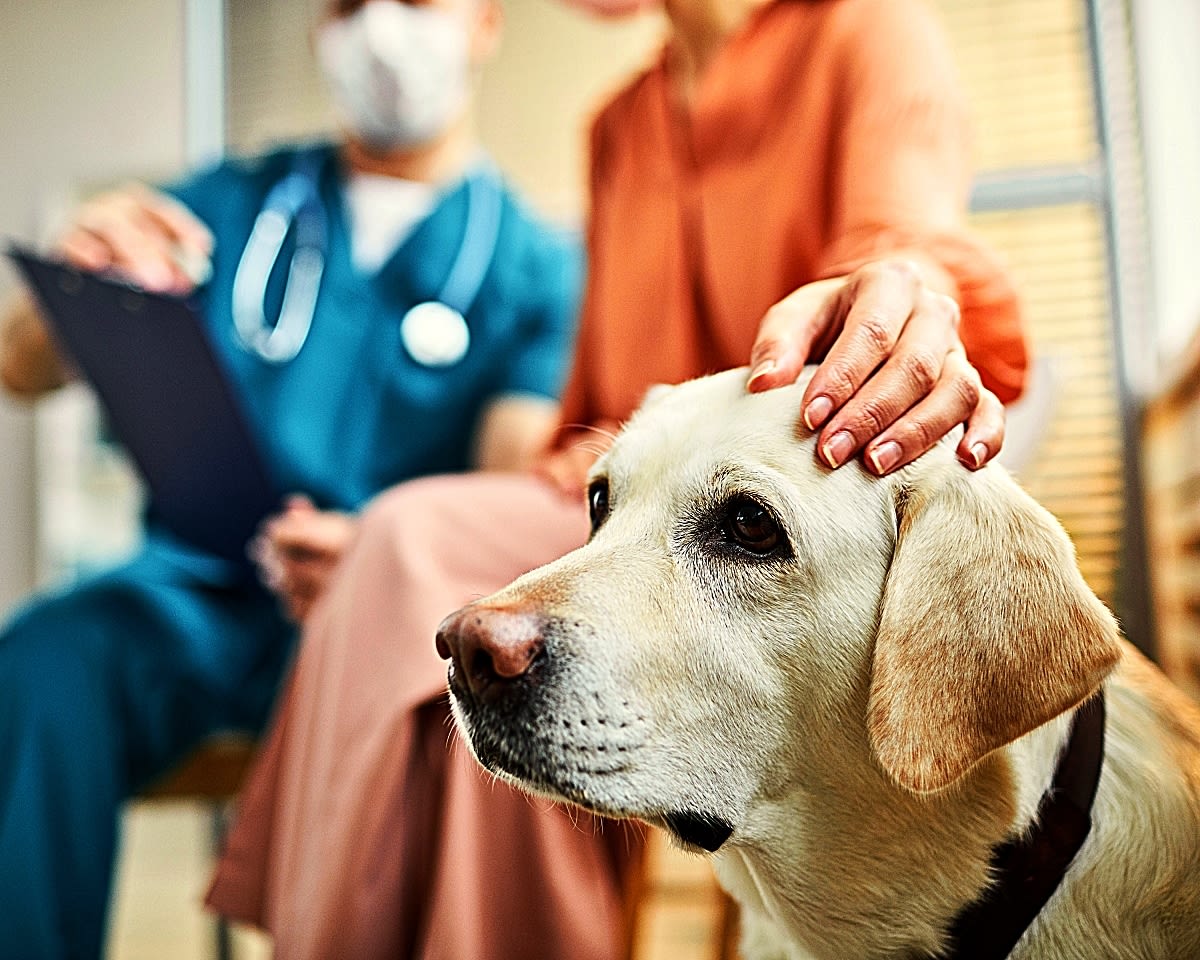 What Do Vets Do With Euthanized Dogs: Unveiling the Truth