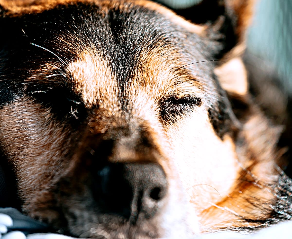 What Do Vets Give Dogs to Put Them Down: Humane Options