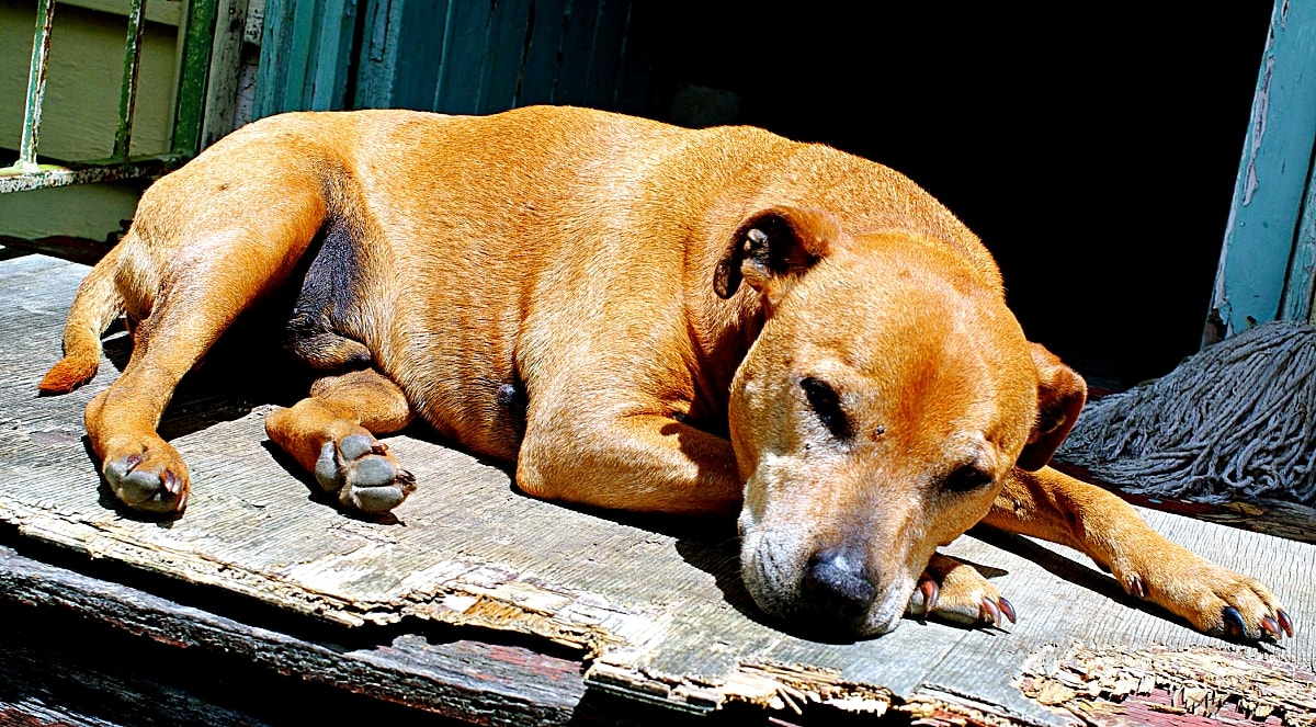 How Do Vets Put Dogs Down: Compassionate Methods Explained